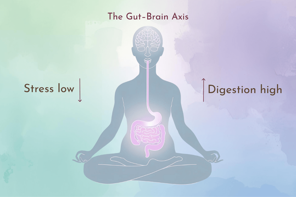 Deep breathing benefits for stress relief and digestion illustrated through gut–brain axis connection, showing stress low and digestion high.